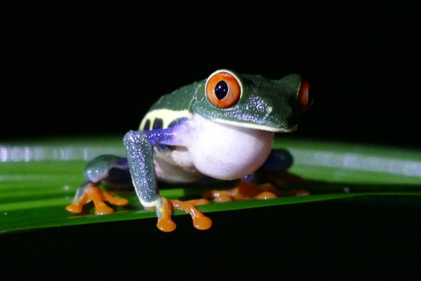 Hotels Costa Rica - Naturparadies zwischen Karibik und Pazifik