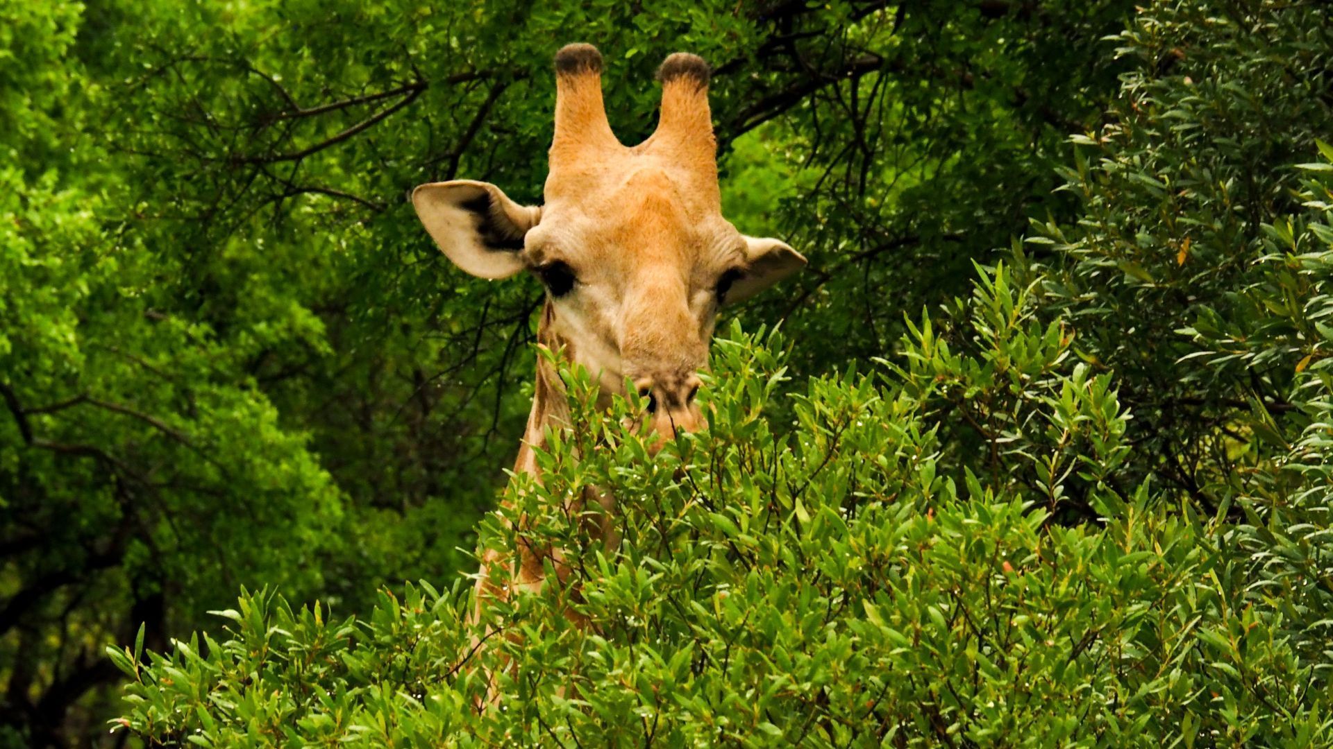 Krüger Nationalpark