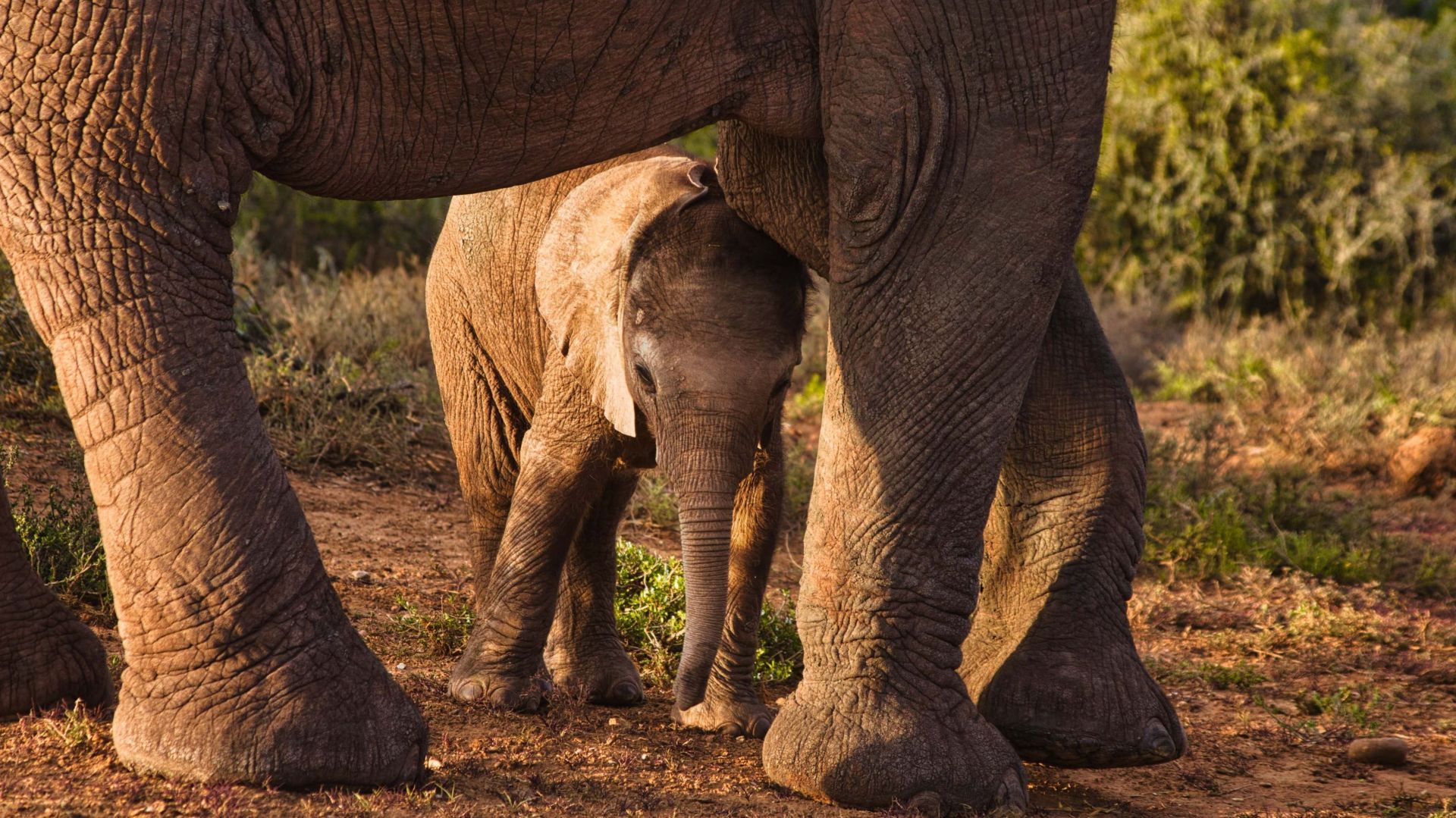 ADDO Elephant Park