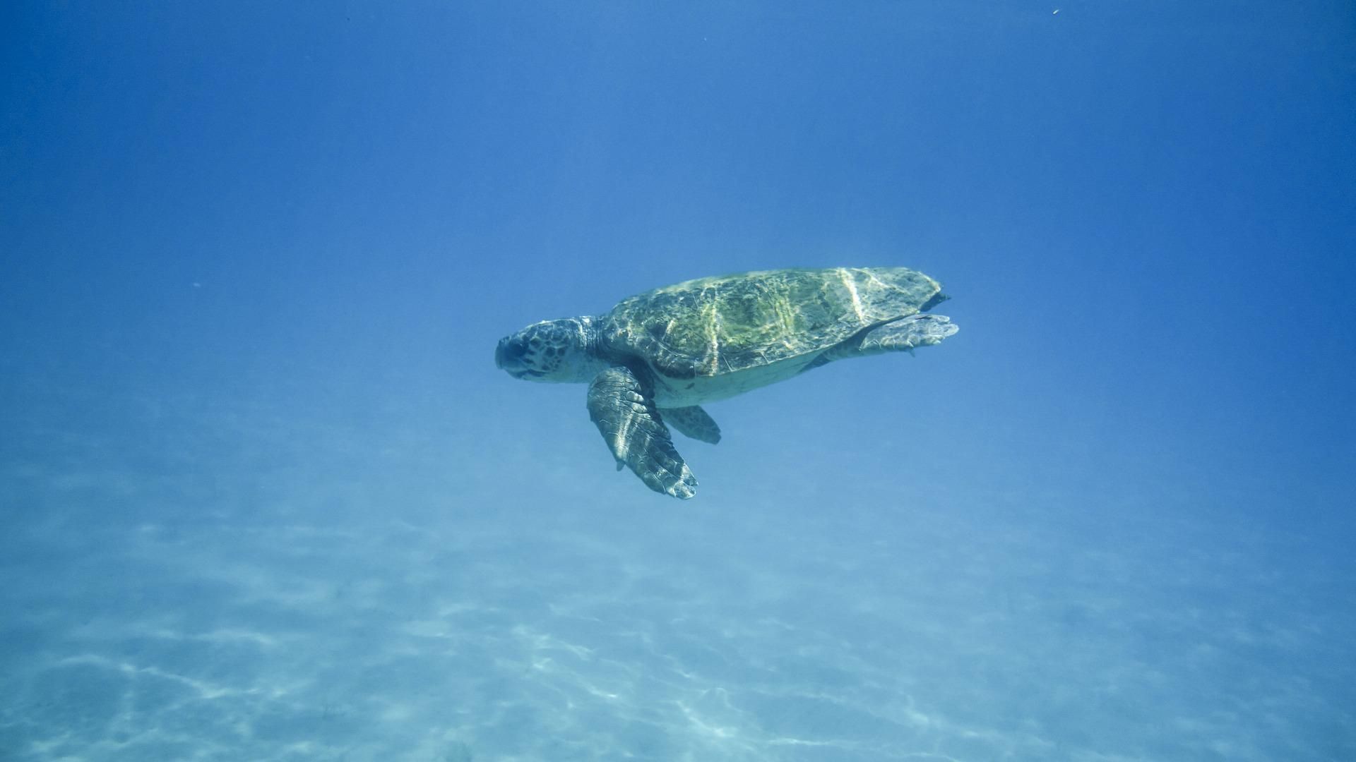 Caretta Caretta