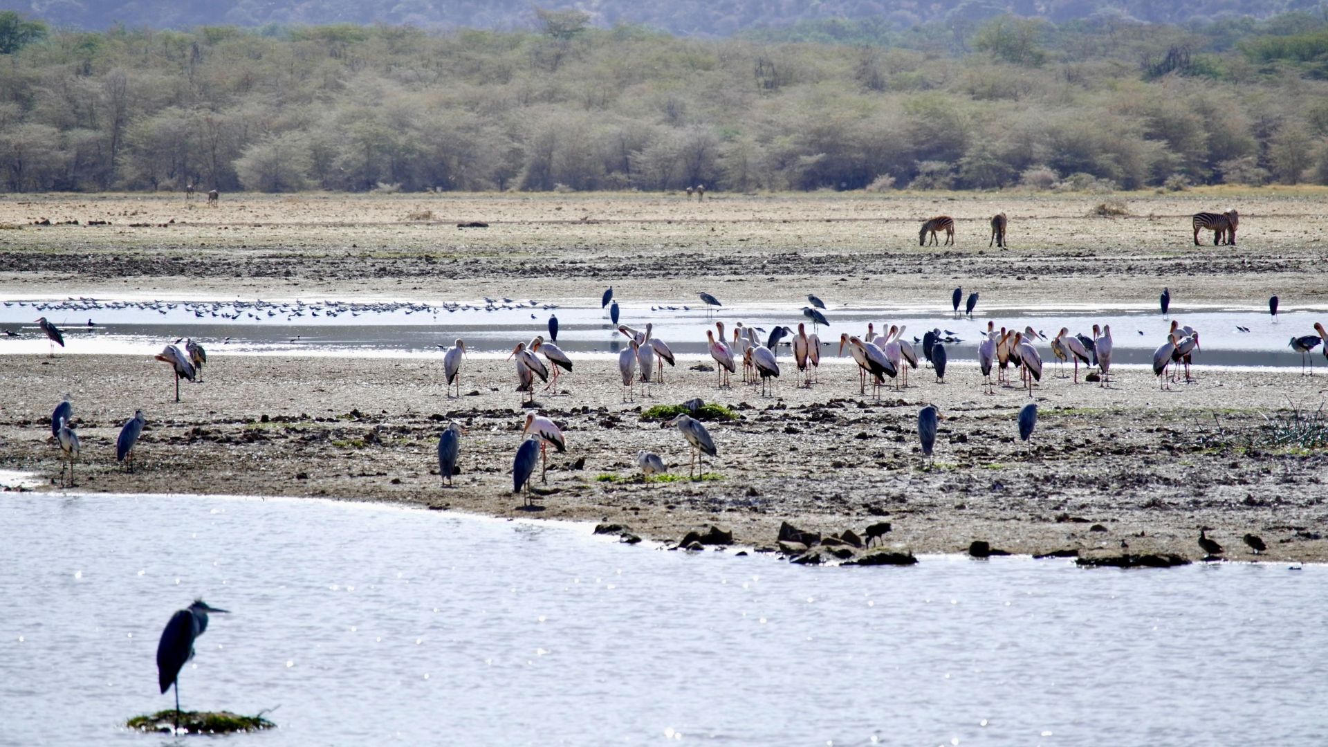 Arusha Nationalpark