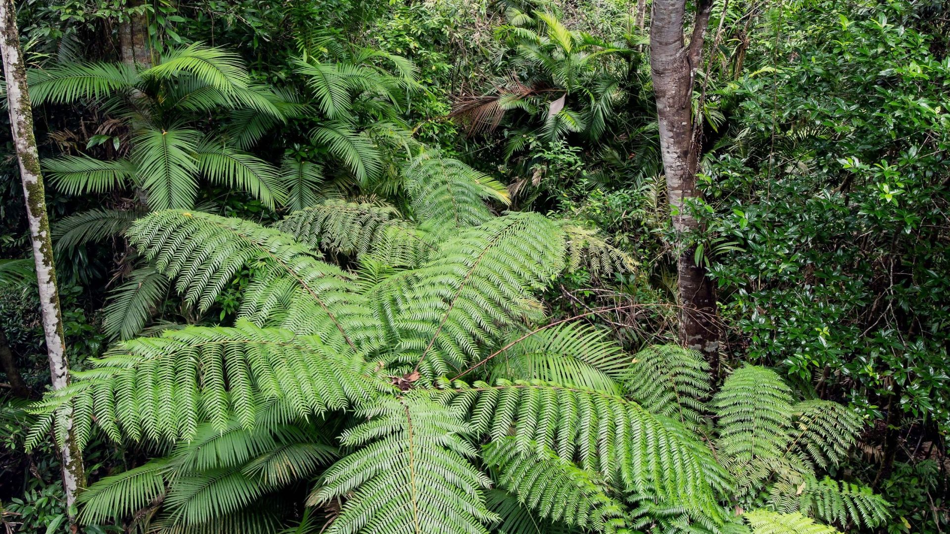 Daintree Rainforest 