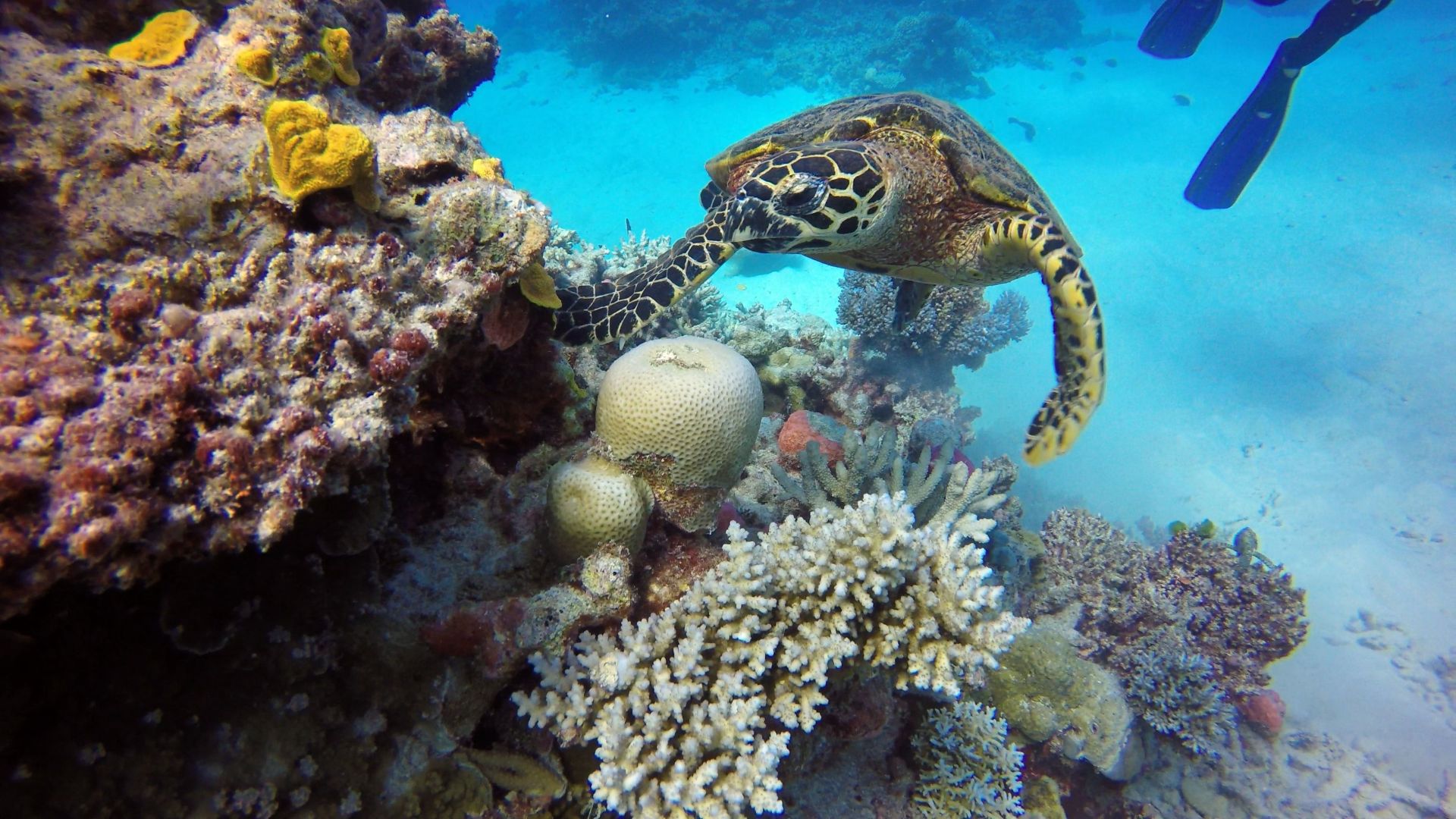 Great Barrier Reef