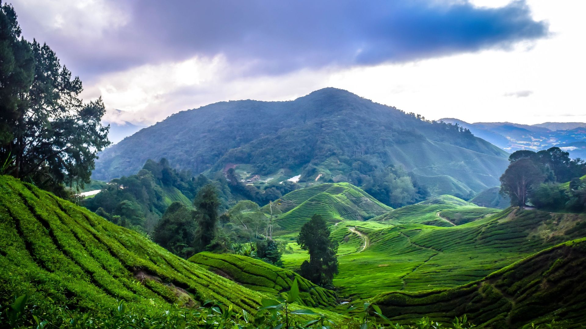 Cameron Highlands