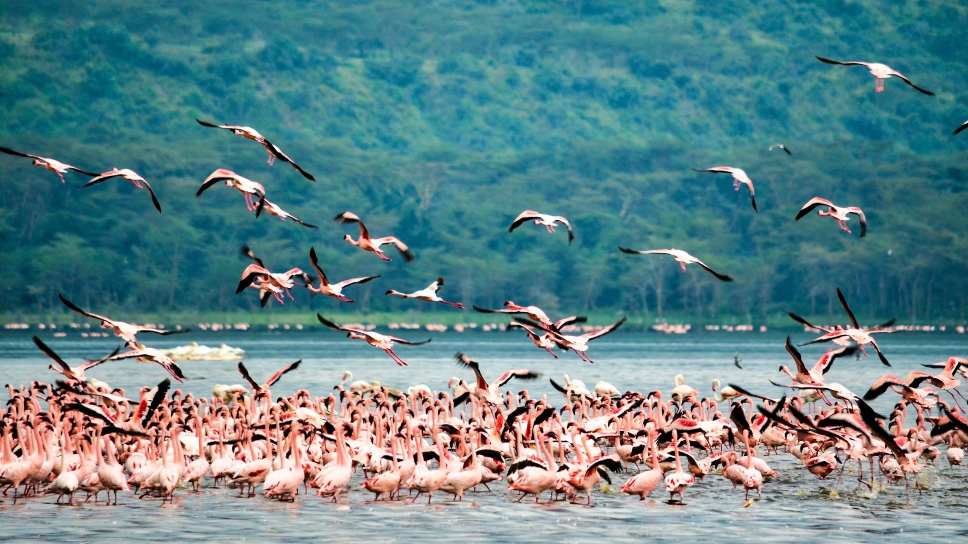 Lake Nakuru