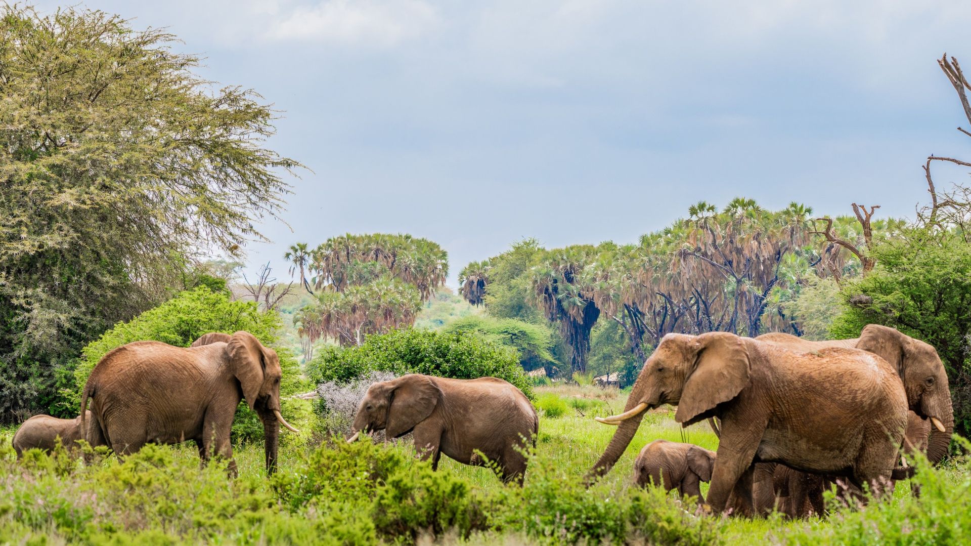 Samburu National Reserve