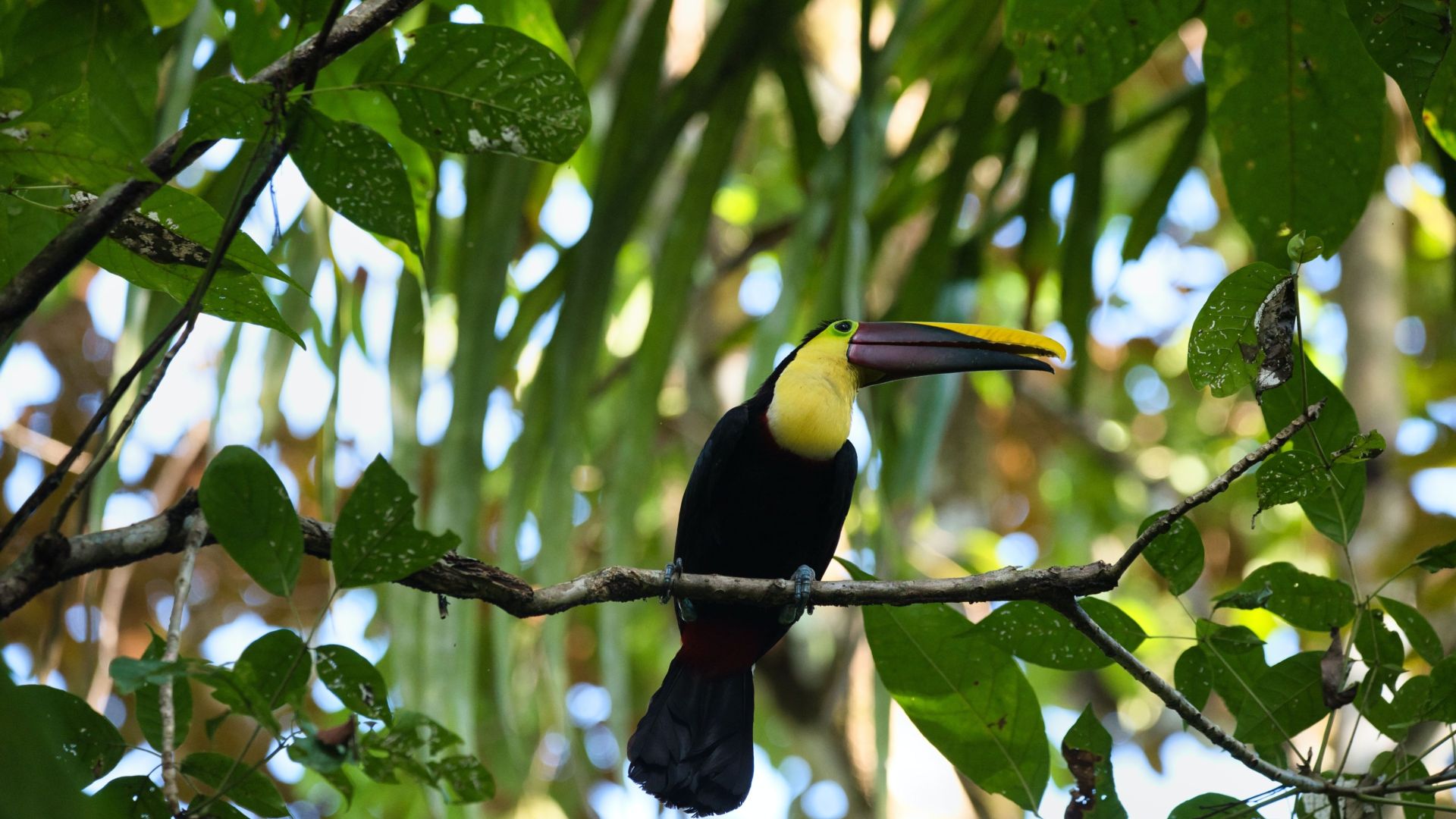 Manuel Antonio Nationalpark