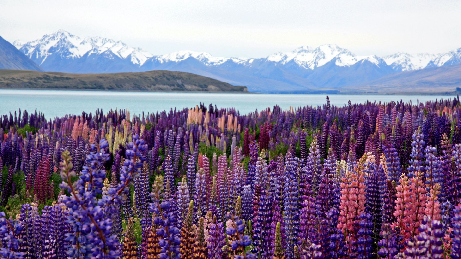 Lake Tekapo & Southern Alps