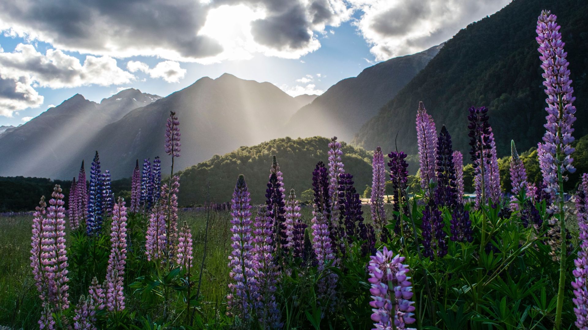 Milford Sound