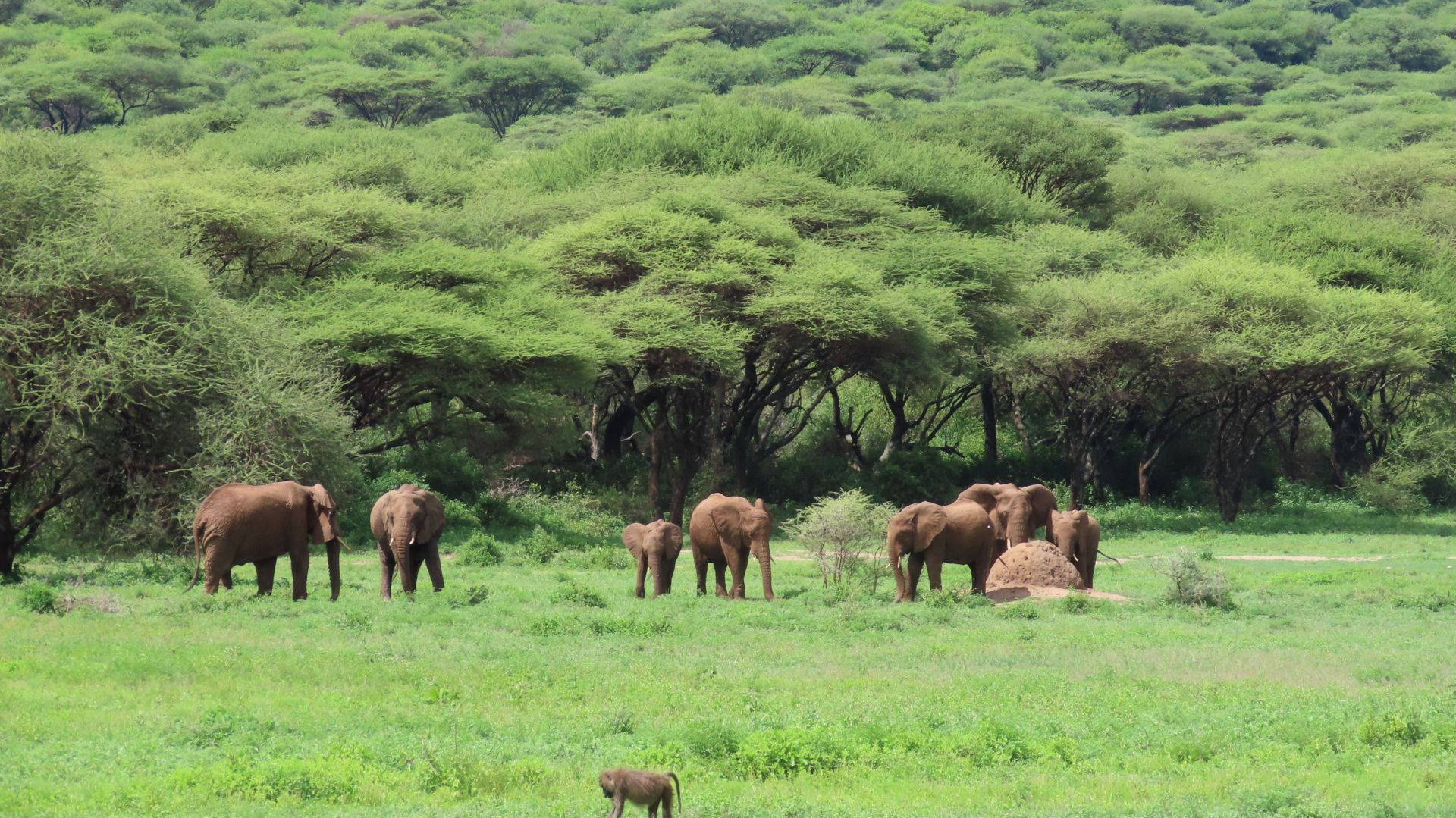 Ngorongoro-Krater