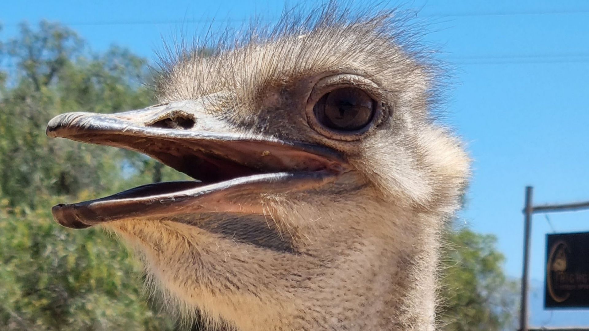 Oudtshoorn, Kleine Karoo