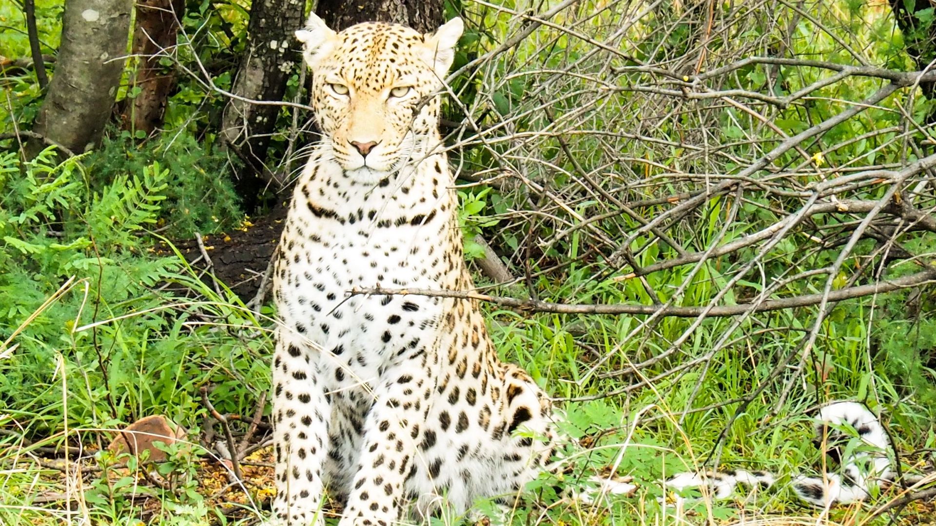 Pilanesberg Nationalpark