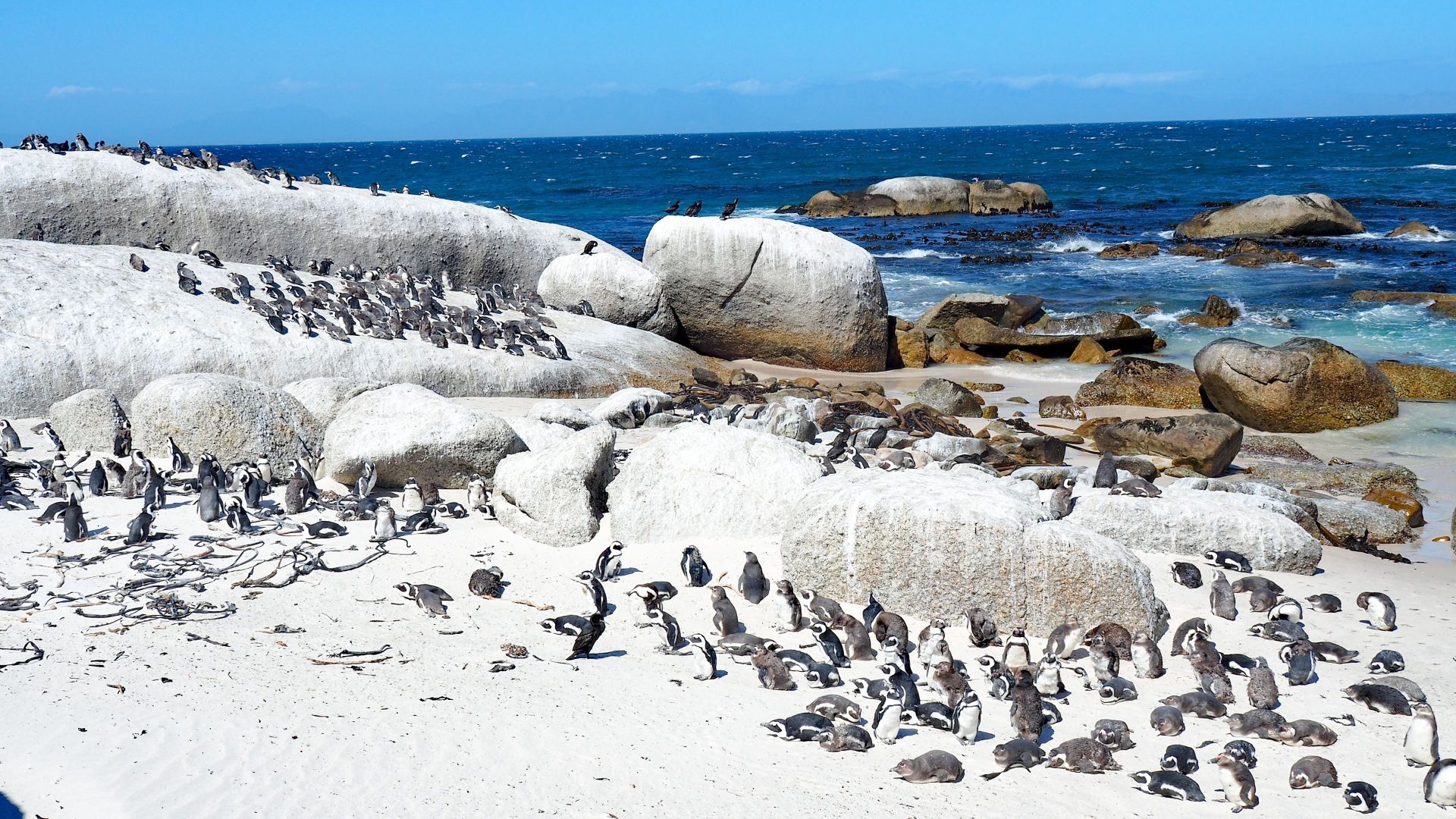 Pinguine am Boulder's Beach