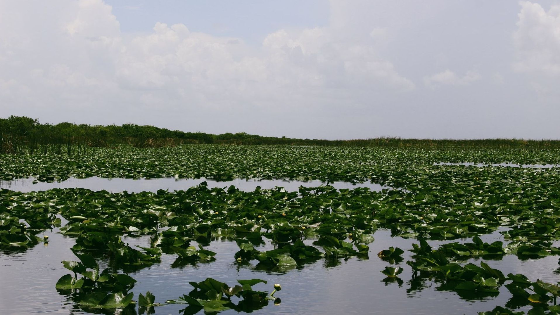 Everglades