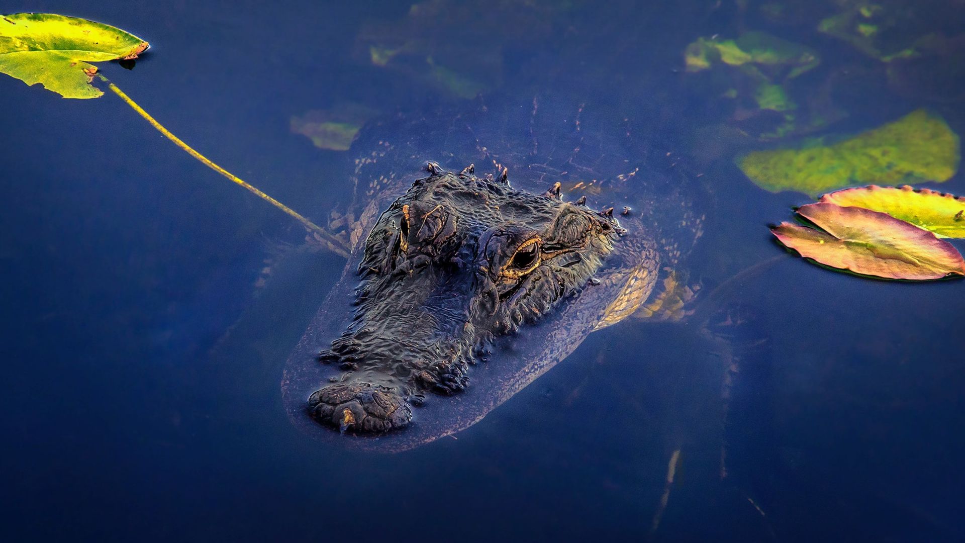 Everglades, Florida