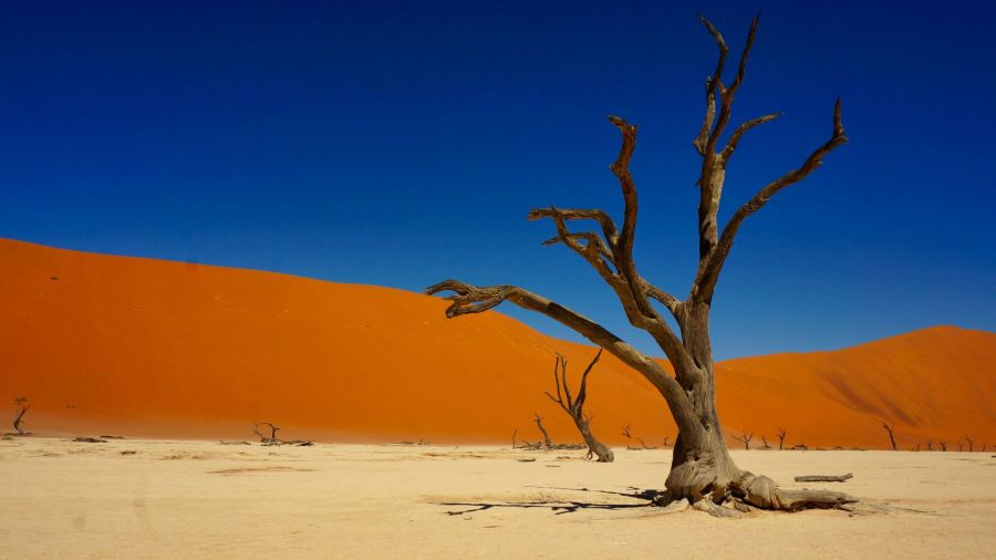 Namibia_Deadvlei_sean-robertson-M6xllhci484-unsplash.jpg