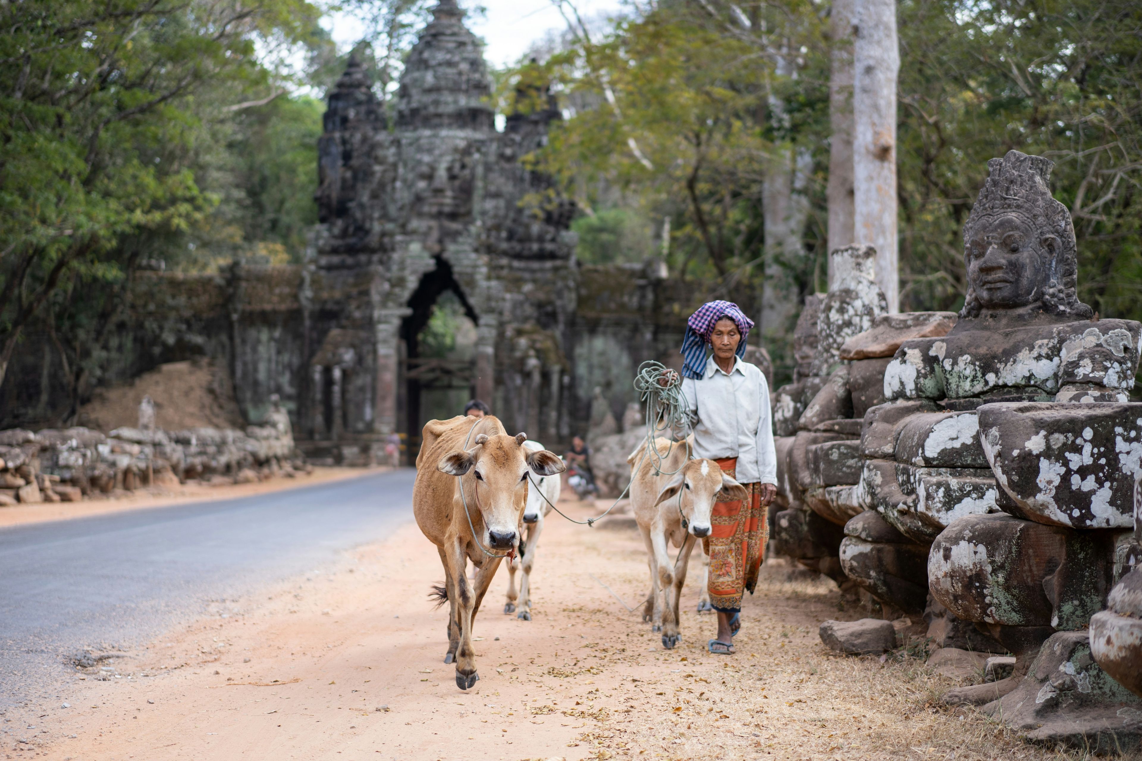 Kamboscha, Kühe vor Angkor Wat