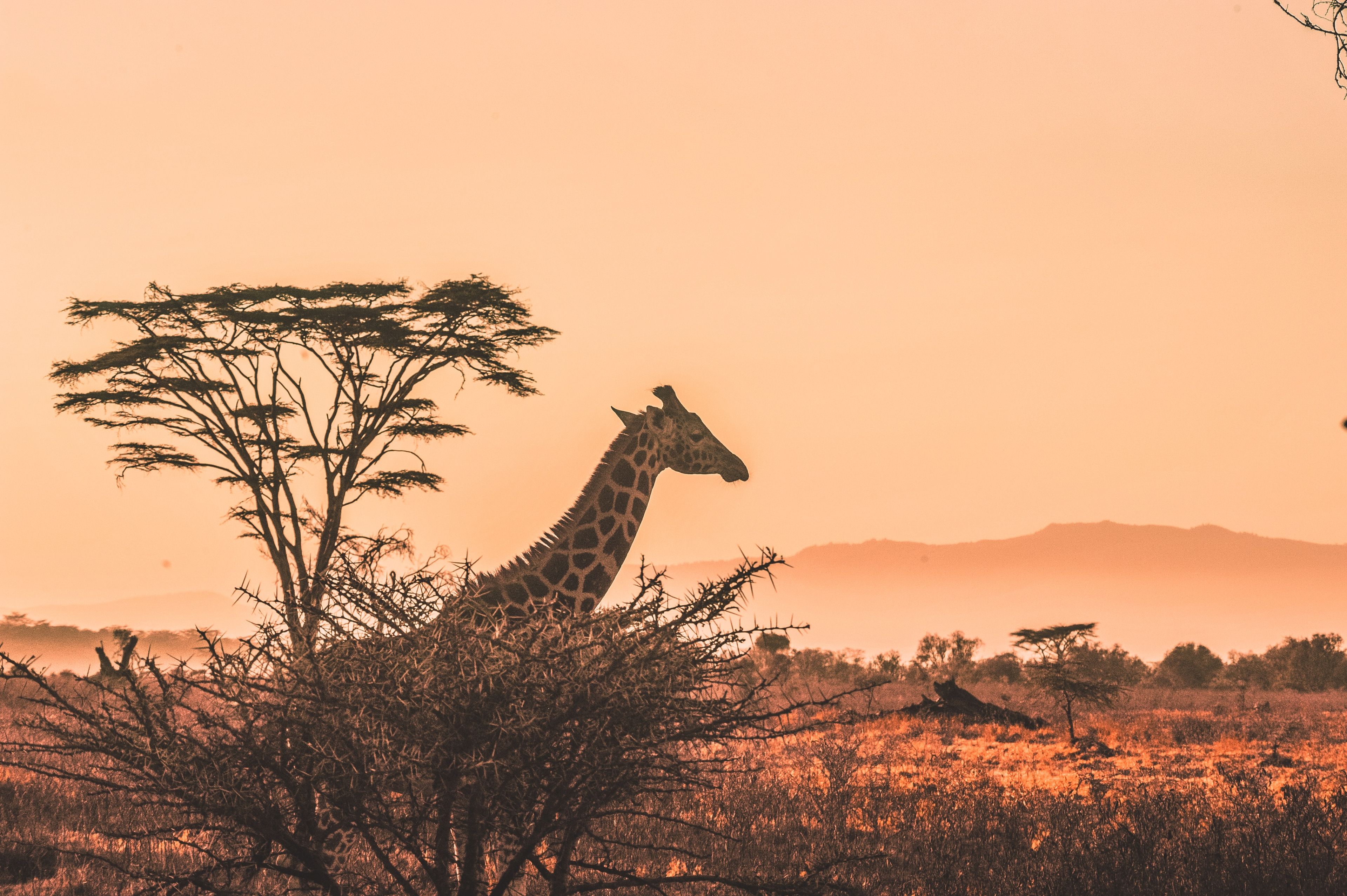 Kenia, Giraffen Titelbild
